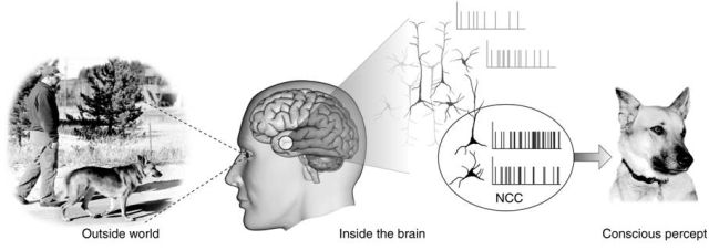 Neural Correlates Of Consciousness